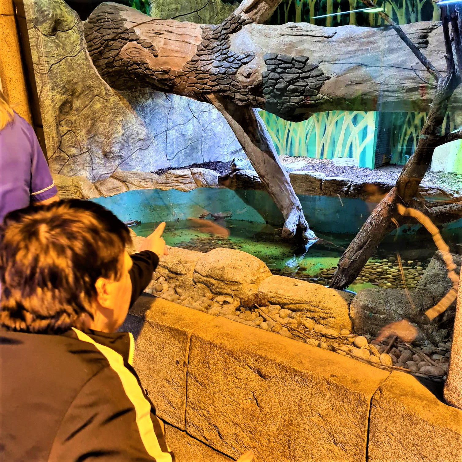 resident in wheelchair looking at reptile in enclosure
